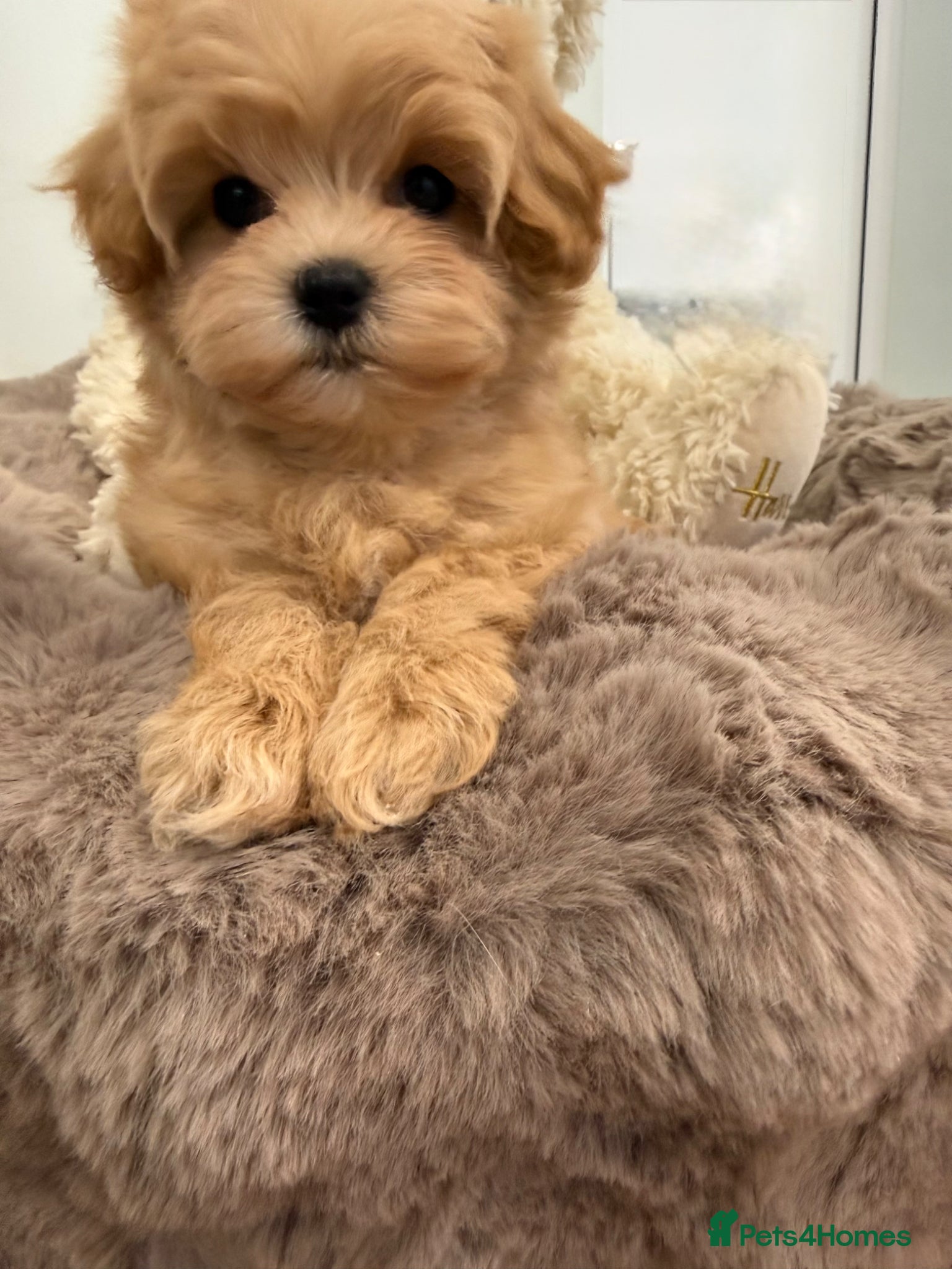 Maltipoo dogs for sale: 7 beautiful girls. F1. DNA clear & health tested.  - Advert 4