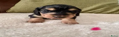 Miniature Dachshund 3