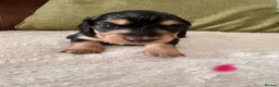 Miniature Dachshund dogs for sale: Miniature Longhaired Dachshund Puppies  - Advert 3