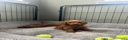 Cockapoo dogs for sale: Toy Cockapoo puppies - ready now - Advert 9