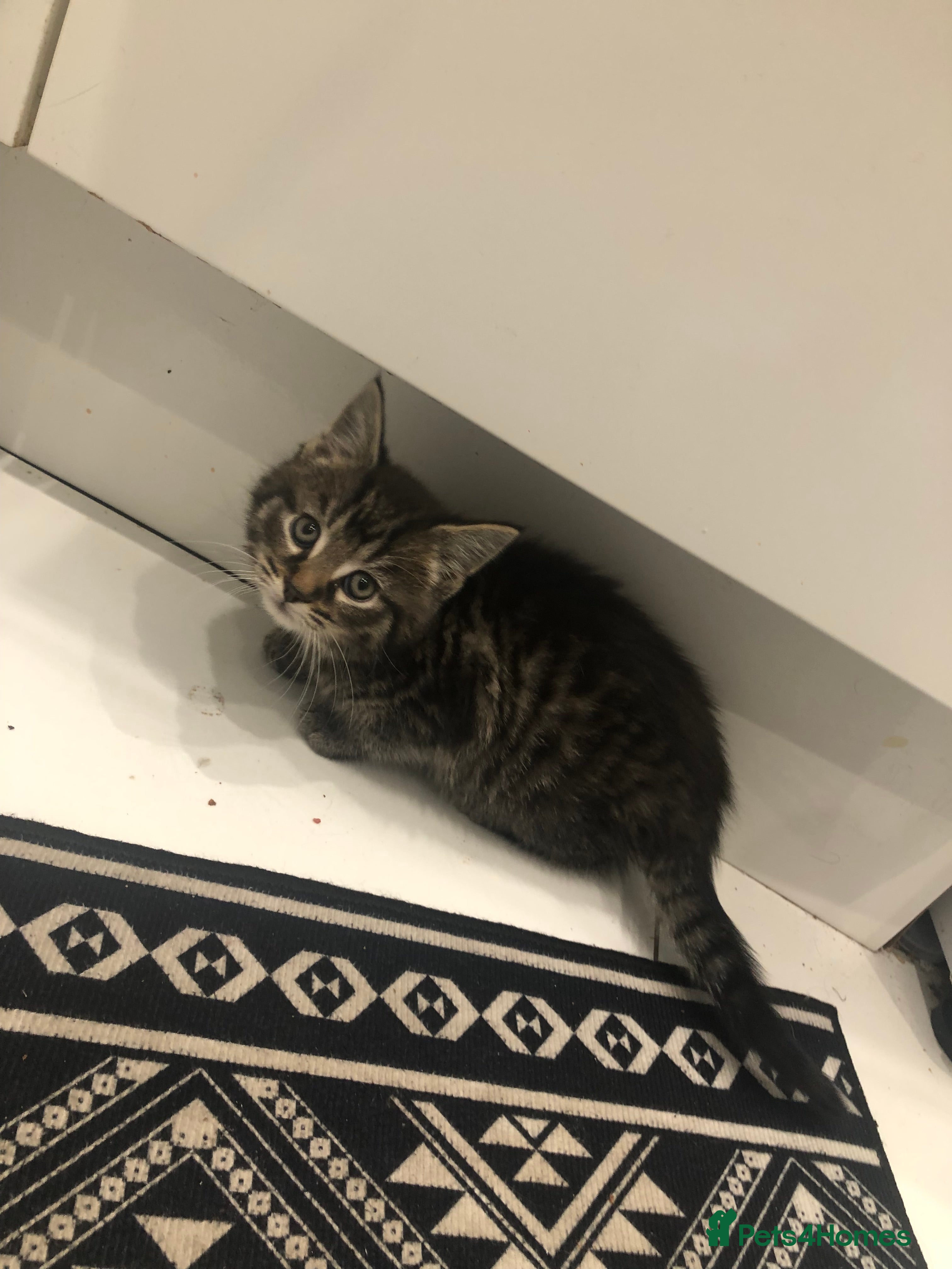 Mixed Breed cats Gorgeous Fluffy Kittens   - Advert 4