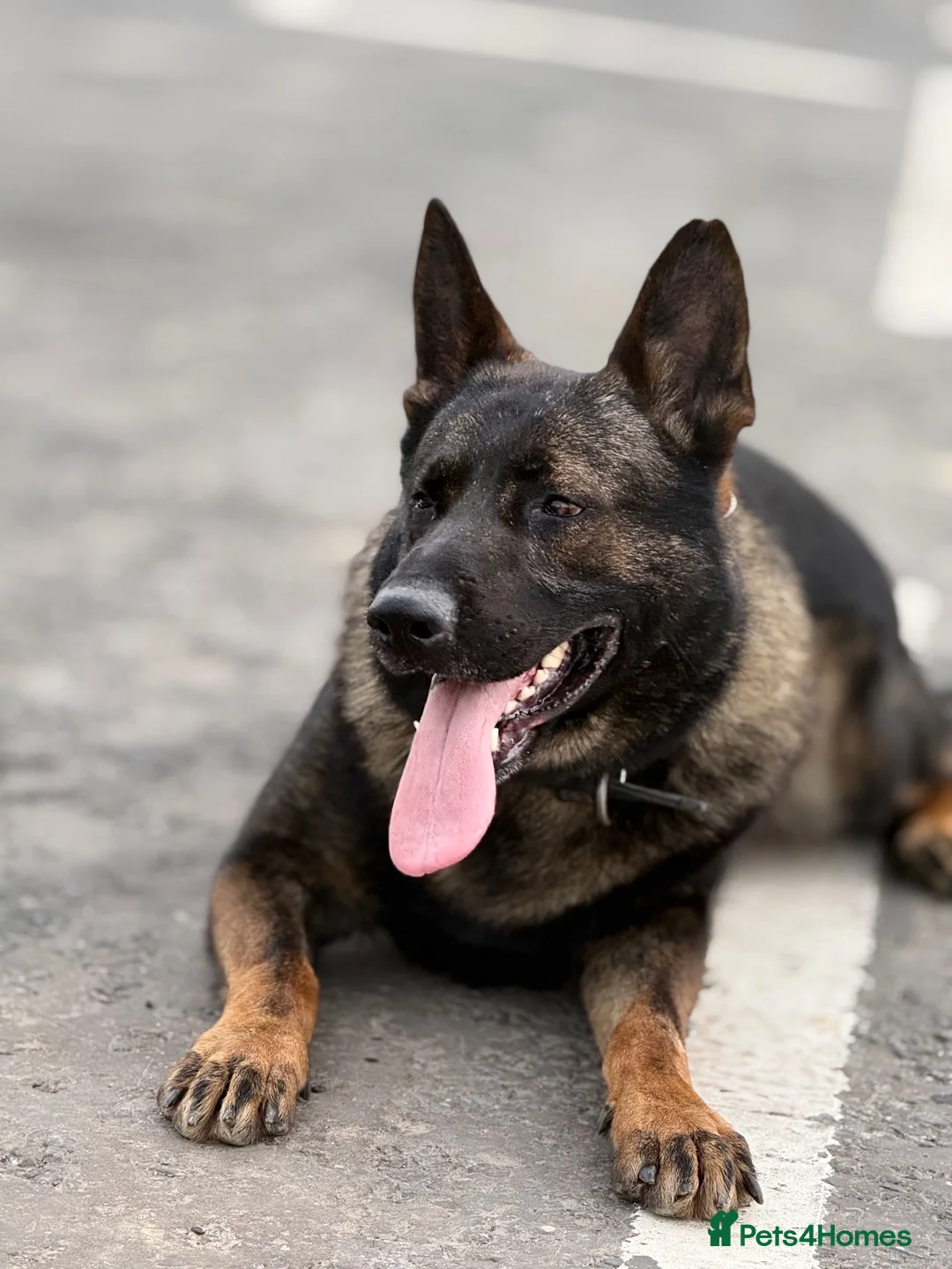 German Shepherd dogs for stud: German Shepherd Stud | Kaiser | 5 Years Old in Mitcham - Advert 8