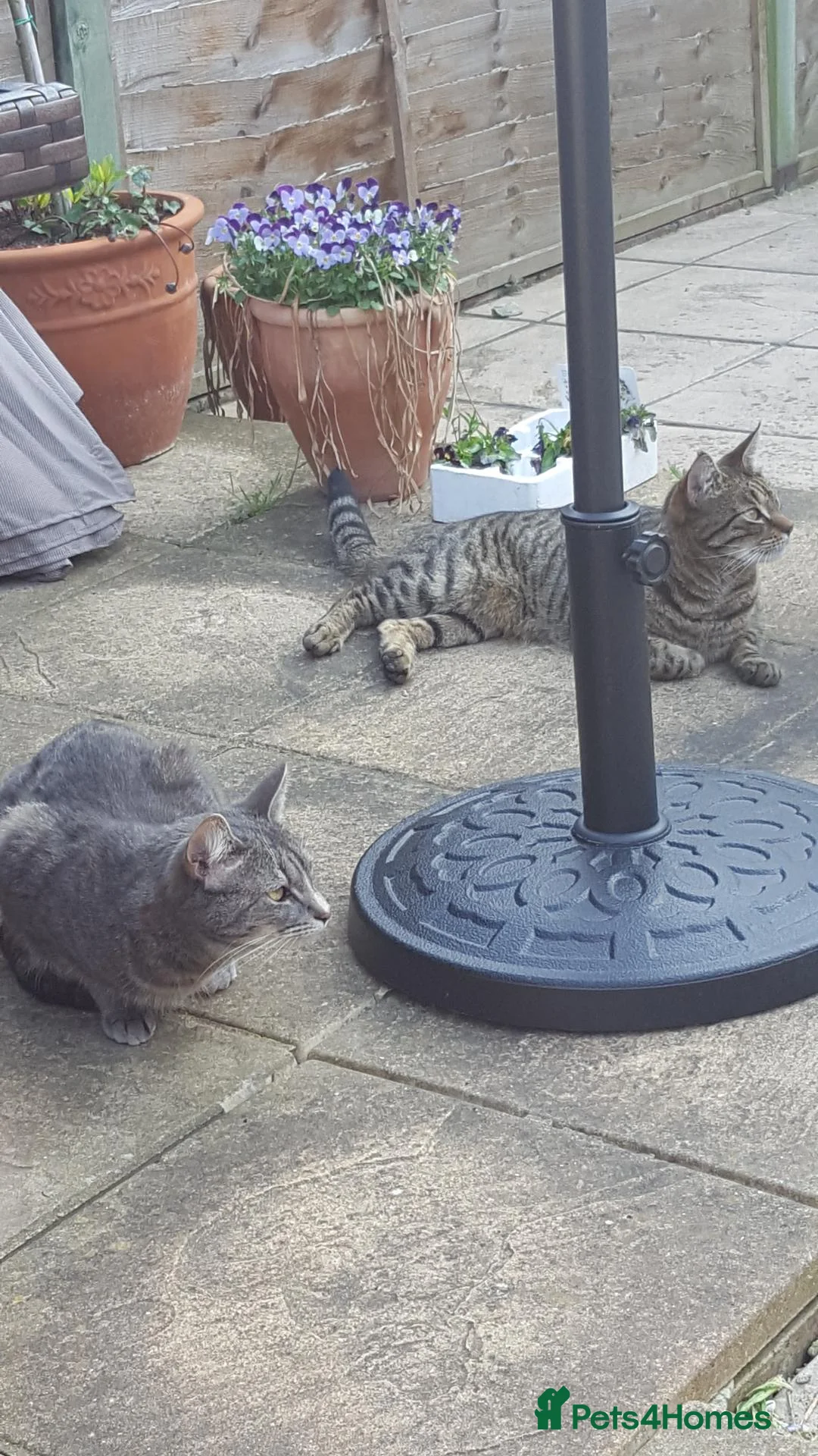 Mixed Breed cats for sale: Brother and sister pair - Bandit and Smokey in Portsmouth - Advert 2