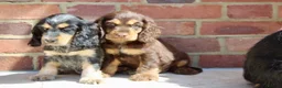 Cocker Spaniel dogs for sale: Quality Show type cocker spaniel puppies  - Advert 4
