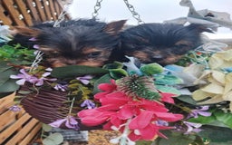 Yorkshire Terrier dogs for sale: Yorkshire puppies, 9 week cold  **  size. Two li - Advert 4