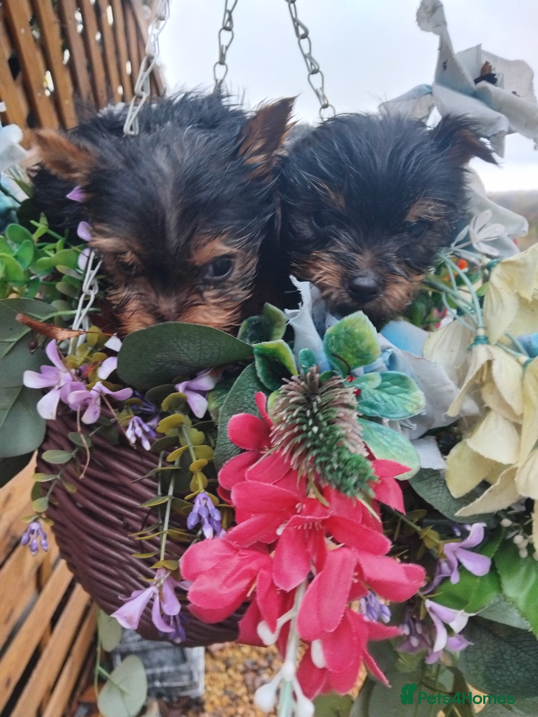 Yorkshire Terrier dogs for sale: Yorkshire puppies, 9 week cold  **  size. Two li - Advert 4