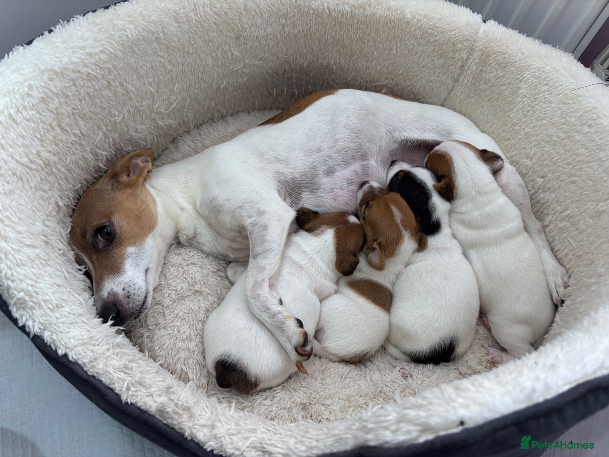 Jack Russell dogs Beautiful Jack Russell Puppies for Sale 🐶 - Advert 2