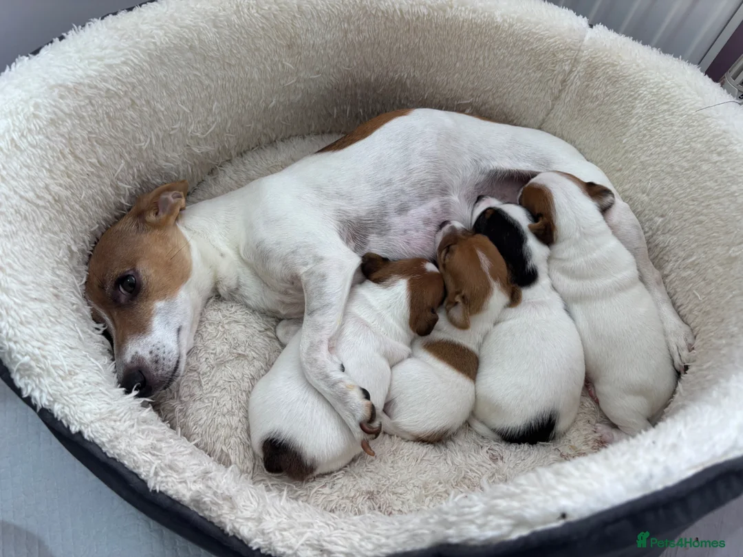 Jack Russell dogs for sale: Beautiful Jack Russell Puppies for Sale 🐶 - Advert 1