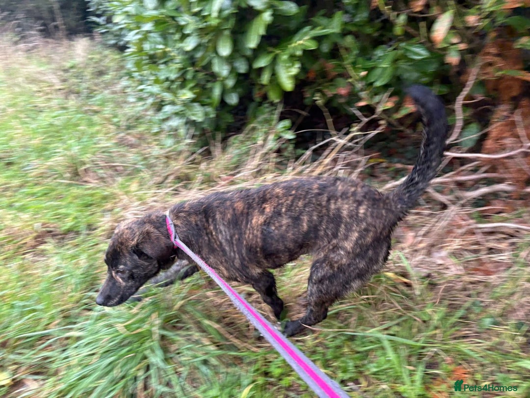 Mixed Breed dogs for adoption: Aurora - Stowmarket Suffolk  - Advert 12