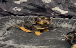 Miniature Dachshund dogs for sale: Miniature dachshund puppies - Image 2