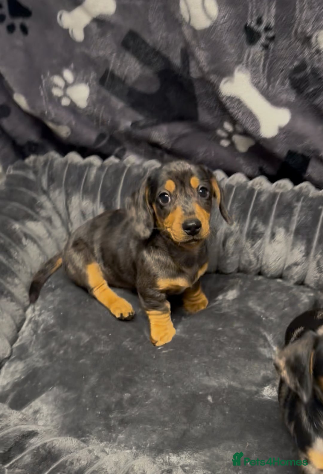 Miniature Dachshund dogs for sale: Miniature dachshund puppies - Image 2