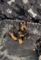 Miniature Dachshund dogs - Advert 7