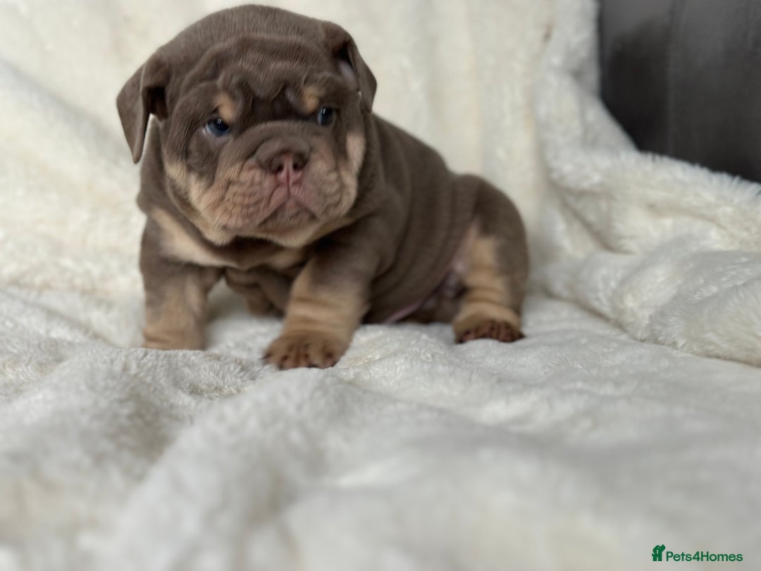 English Bulldog dogs for sale: British bulldog  - Image 26