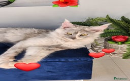 Maine Coon cats for sale: Maine Coon Big Boy Zeus looking for loving family - Image 7