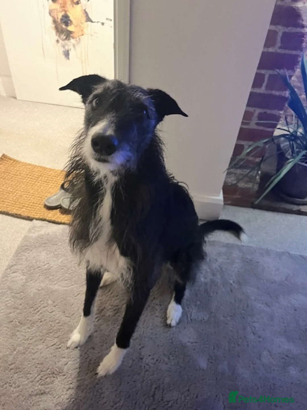 Mixed Breed dogs for stud: Collie / Lurcher for stud - Charing/ Kent  in Ashford - Advert 5