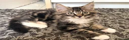 Mixed Breed cats for sale: Maine Coon Mixed Kittens Tabby & Tuxedo Richmond - Advert 3