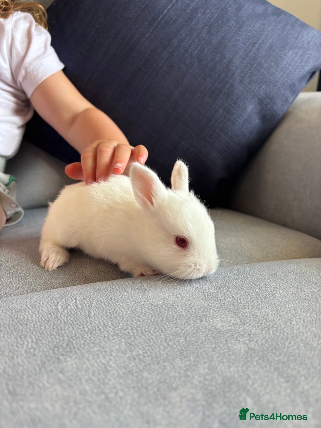 Mixed Breed rabbits for sale: Gorgeous baby bunny’s for sale  - Image 4
