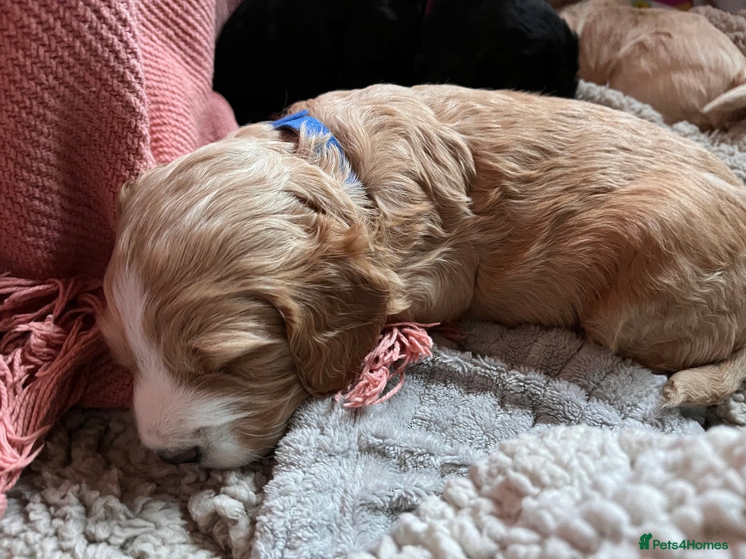 Cockapoo dogs for sale: Cocker spaniel/Cockapoo Pups - Advert 8