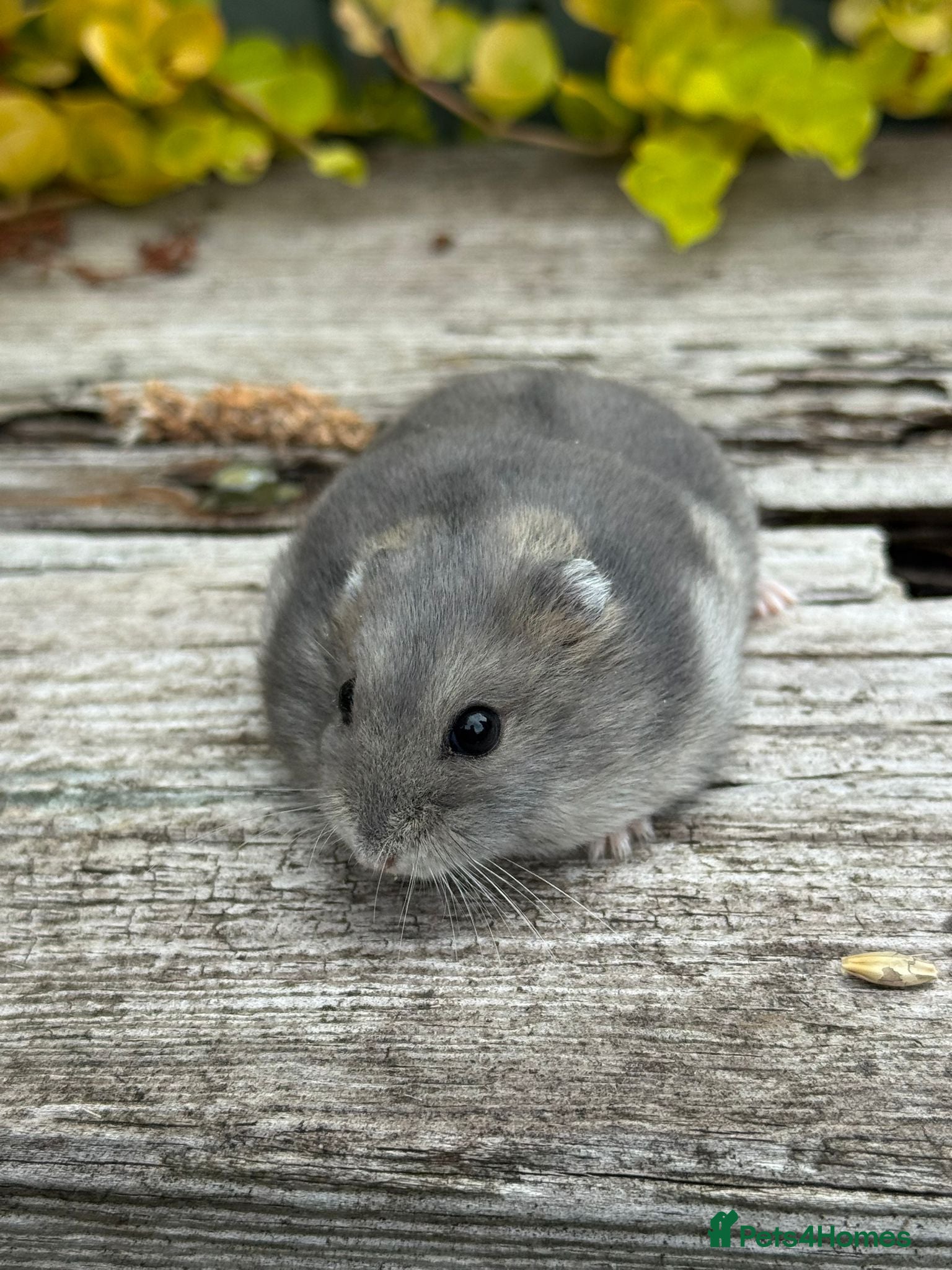 Hamster rodents for sale:  Beautiful baby winter white russian hamsters - Advert 7