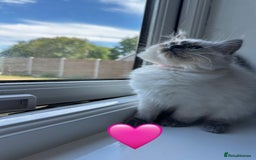 Ragdoll cats for sale: 💙LAST MALE 💙GCCF Registered Ragdoll Kittens🐾 in Taunton - Image 12