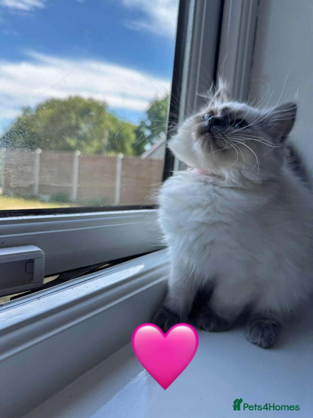 Ragdoll cats for sale: 💙LAST MALE 💙GCCF Registered Ragdoll Kittens🐾 in Taunton - Image 12