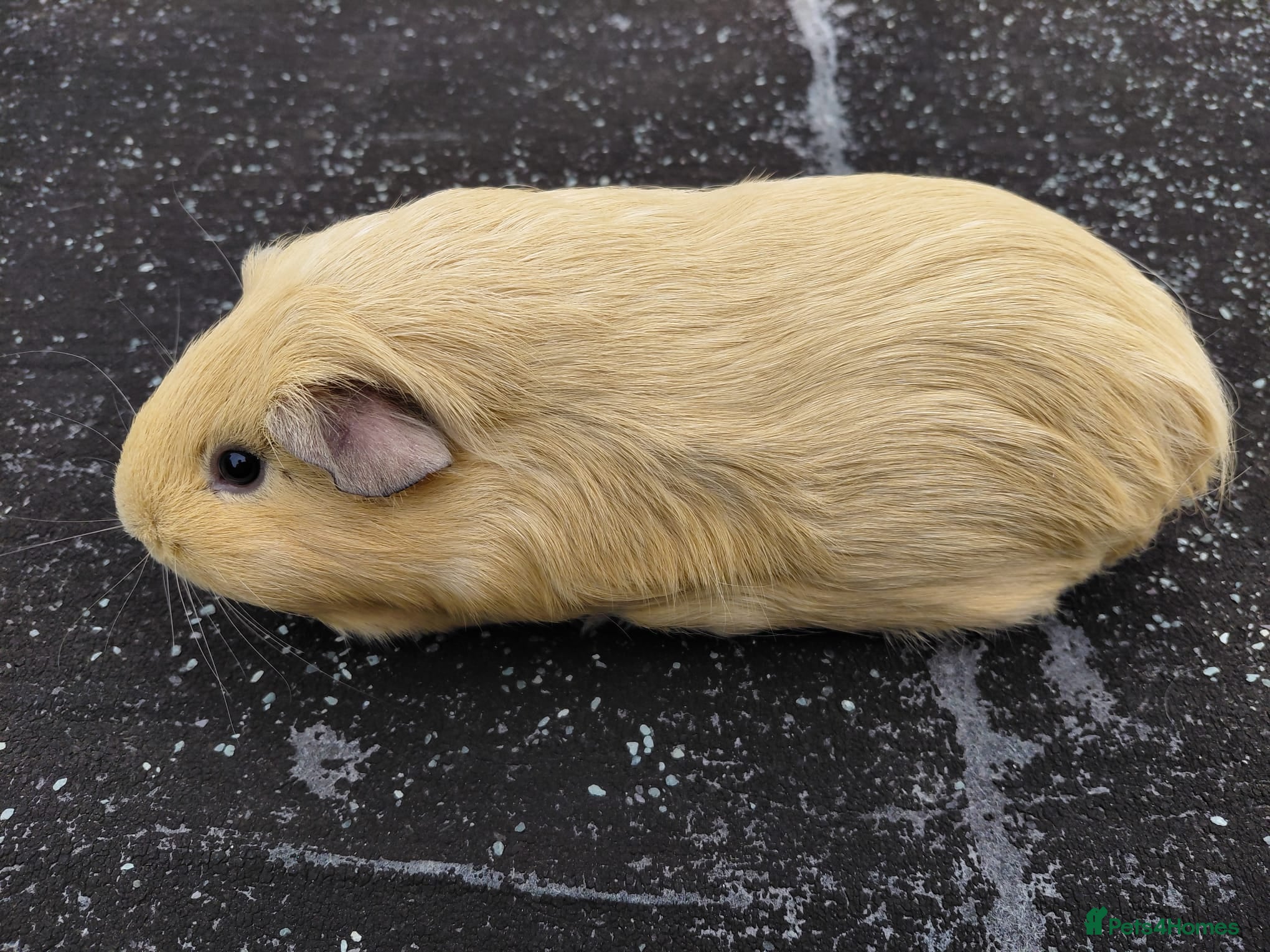 Guinea Pig rodents for sale: Pretty female Guinea pigs for sale  - Advert 2