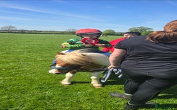 Shetland pony horses for sale: Teddy the super shetland  - Image 3