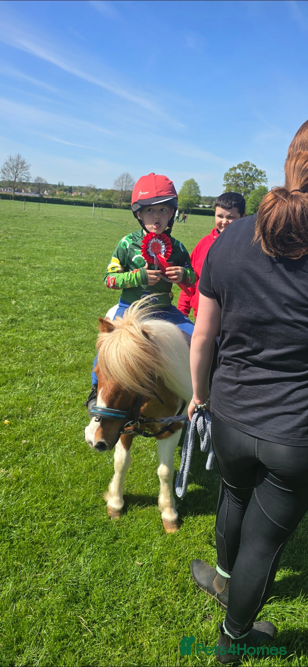 Shetland pony horses for sale: Teddy the super shetland  - Image 3