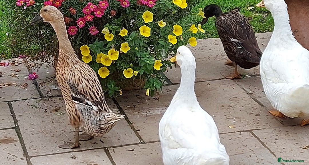Ducks poultry for sale: 2 Cherry Valley and 2 Indian Runner Ducks - Image 3