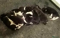 Akita dogs for sale: Quality KC Registered American Akita Puppies - Image 11