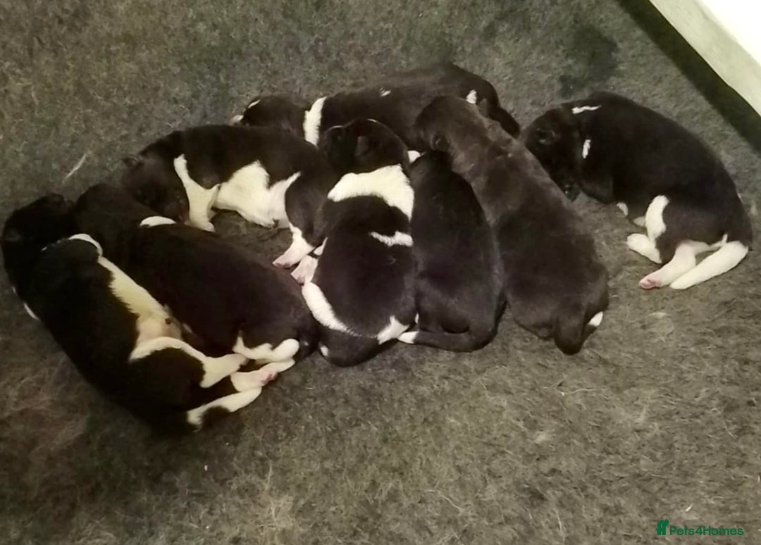 Akita dogs for sale: Quality KC Registered American Akita Puppies - Image 11