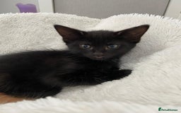 Mixed Breed cats for sale: READY NOW 2 Half-Ragdoll Kittens LEFT ❤️ REDUCED - Image 8