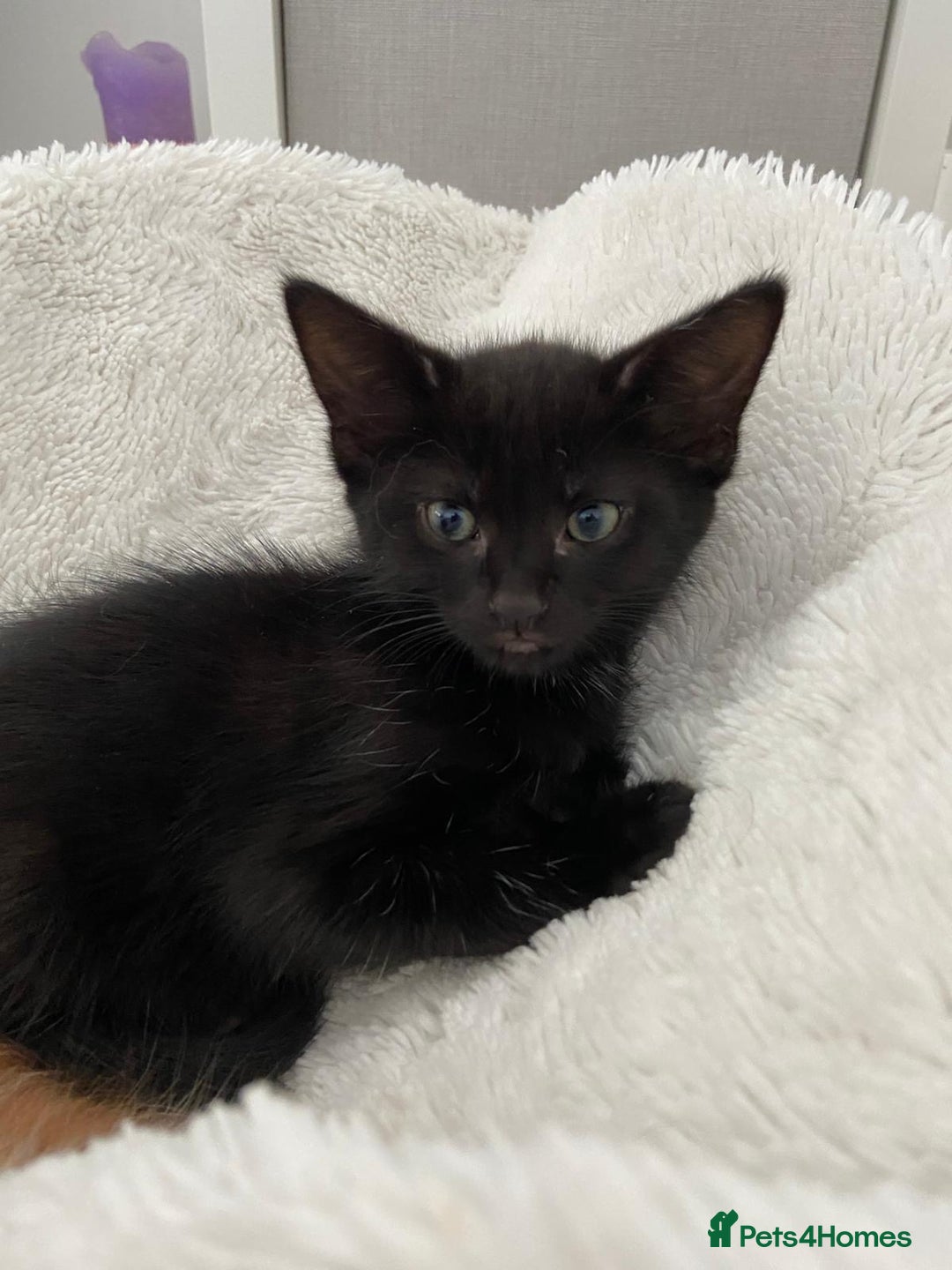 Mixed Breed cats for sale: READY NOW 2 Half-Ragdoll Kittens LEFT ❤️ REDUCED - Image 8