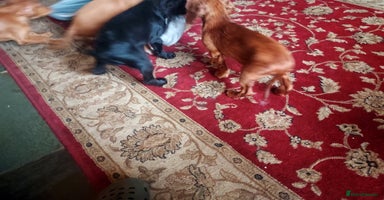 Cocker Spaniel dogs - Advert 1