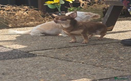 Chihuahua dogs for sale: Little rambo - Advert 5