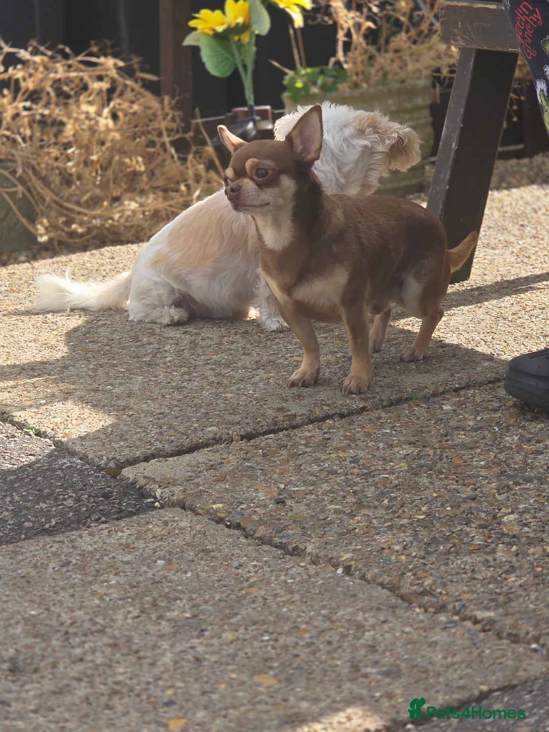 Chihuahua dogs for sale: Little rambo - Advert 5