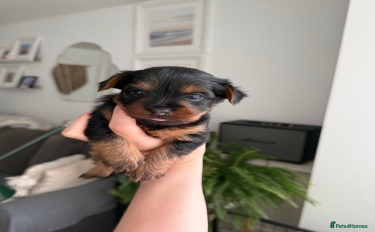 Yorkshire Terrier dogs - Advert 1
