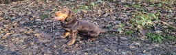 Cocker Spaniel dogs for sale: Teddy - Advert 2