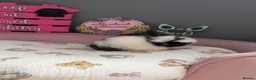Mini Lop rabbits for sale: Beautiful mini lop babies ready to be reserved  - Advert 4