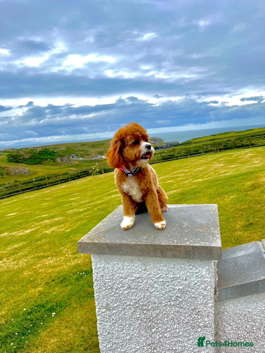 Cavapoo dogs for sale: Stunning F1b Cavapoo puppies  - Advert 19