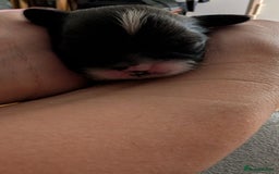 Shih Tzu dogs for sale: ALL RESERVED .Beautiful pure Shih Tzu puppies   - Advert 4