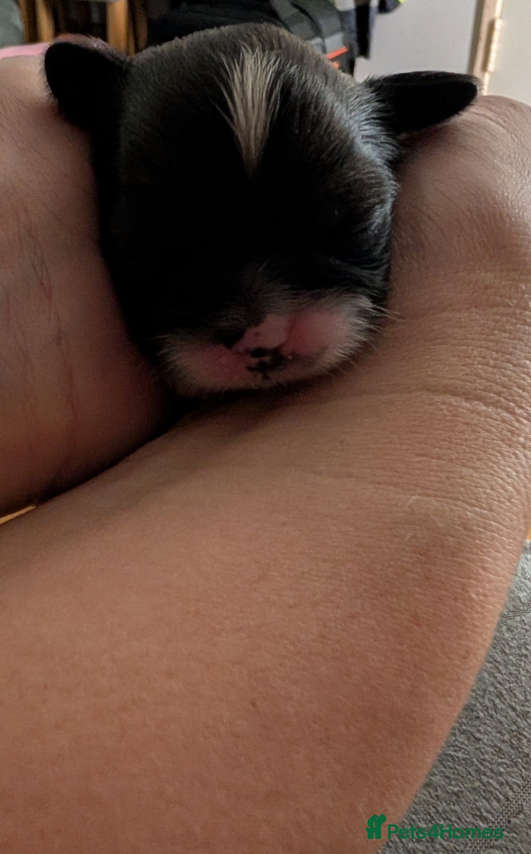 Shih Tzu dogs for sale: ALL RESERVED .Beautiful pure Shih Tzu puppies   - Advert 4