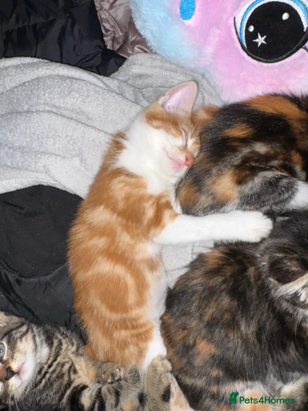 Mixed Breed cats for sale: Male ginger and white cat - Advert 2