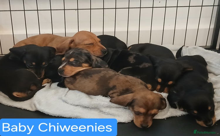Chiweenie dogs - Advert 12