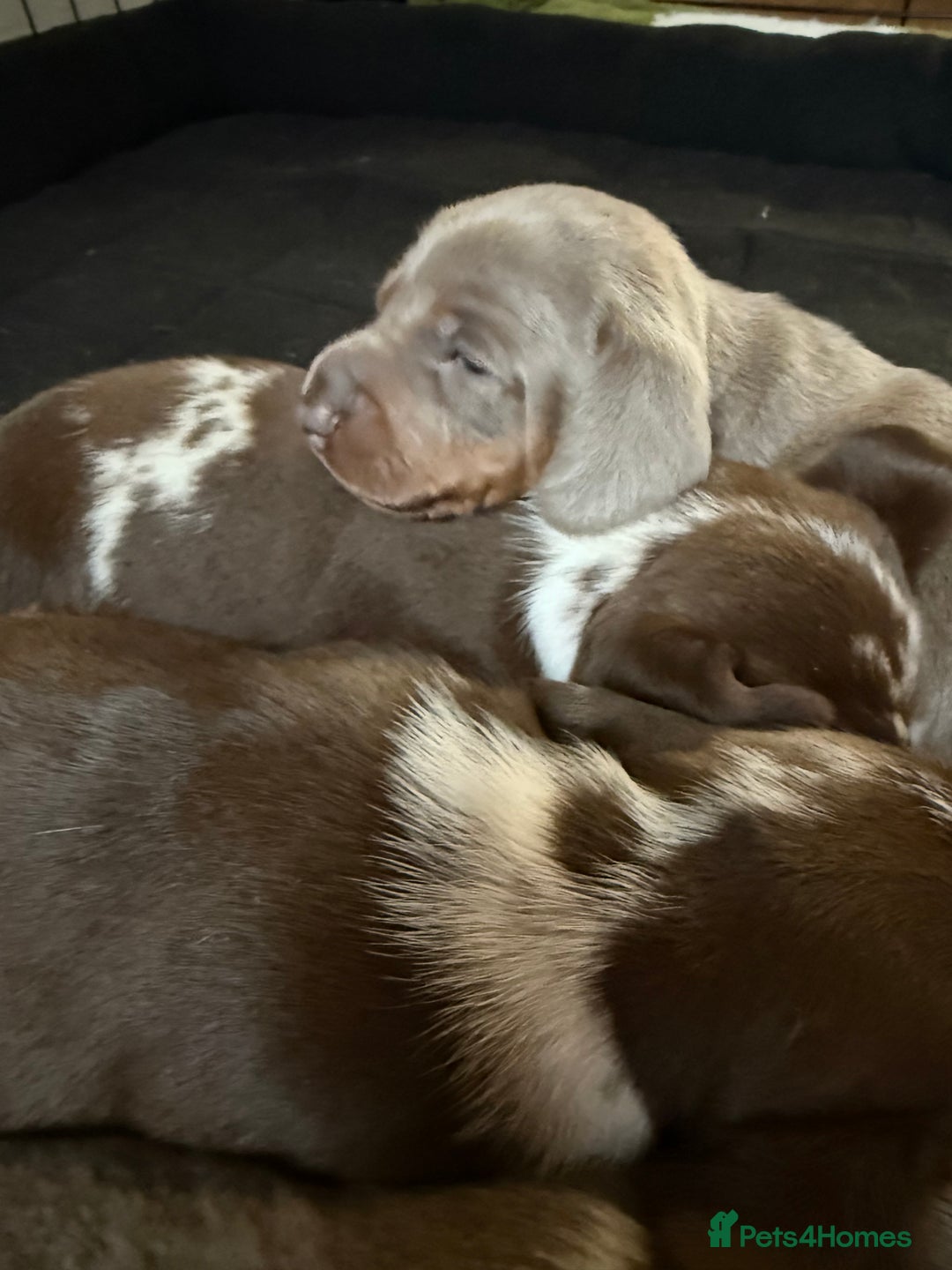 Miniature Dachshund dogs for sale: Beautiful kc mini dachshunds  - Image 22