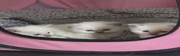 Ragdoll cats for sale: 4 Beautiful chunky ragdolls for sale - Advert 1