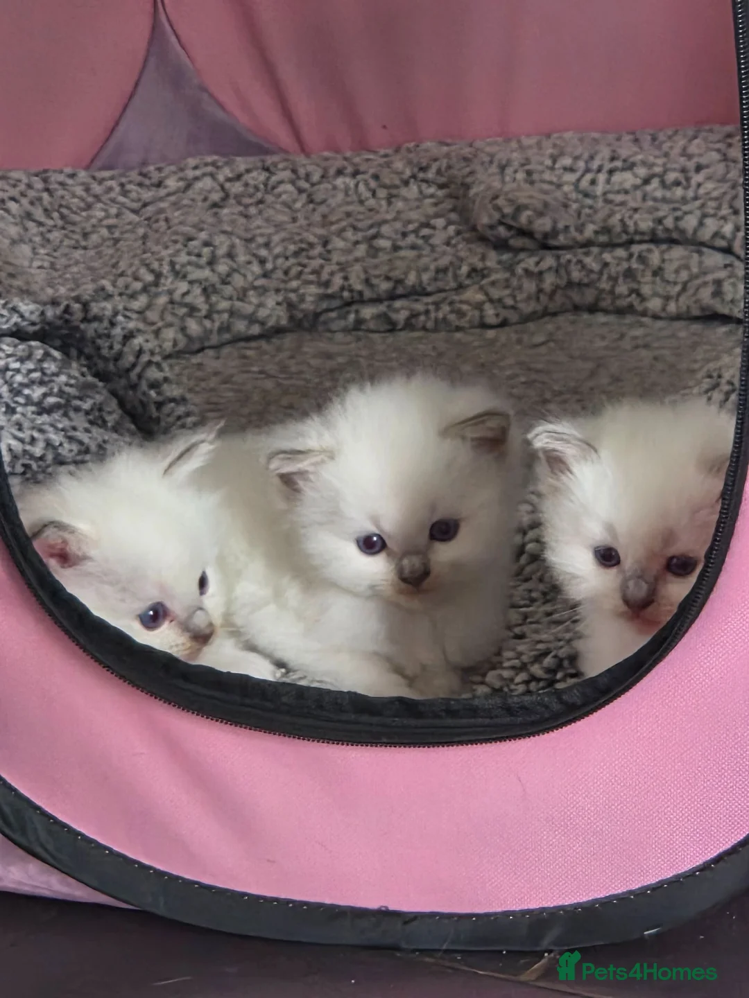 Ragdoll cats for sale: 4 Beautiful chunky ragdolls for sale - Advert 1