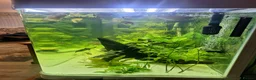 Barbs fish for sale: Boyu  aquarium including fish  in Chard - Advert 7