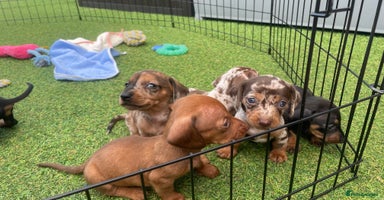 Miniature Dachshund dogs - Advert 16