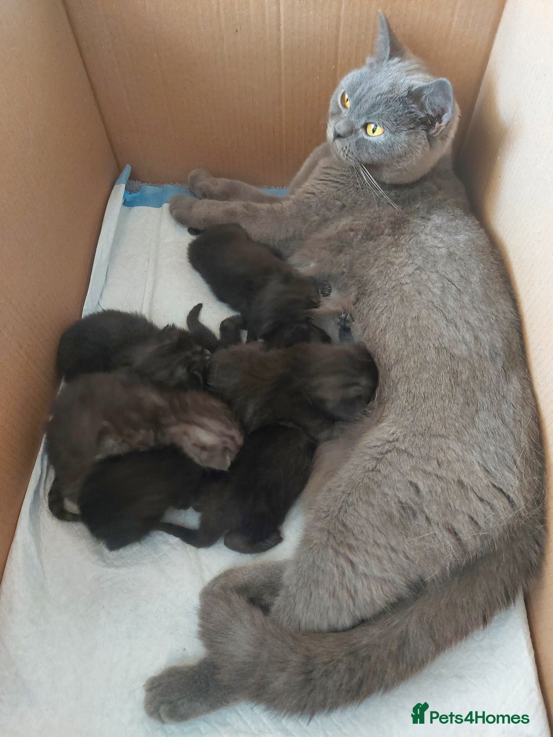 Mixed Breed cats for sale: 3 kittens for sale-mother British Shorthair  - Image 9